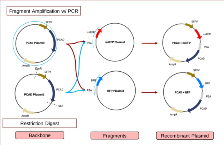 Plasmid